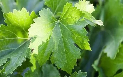 Are Grape Leaves Good or Bad for You?  Evaluating Health Ben