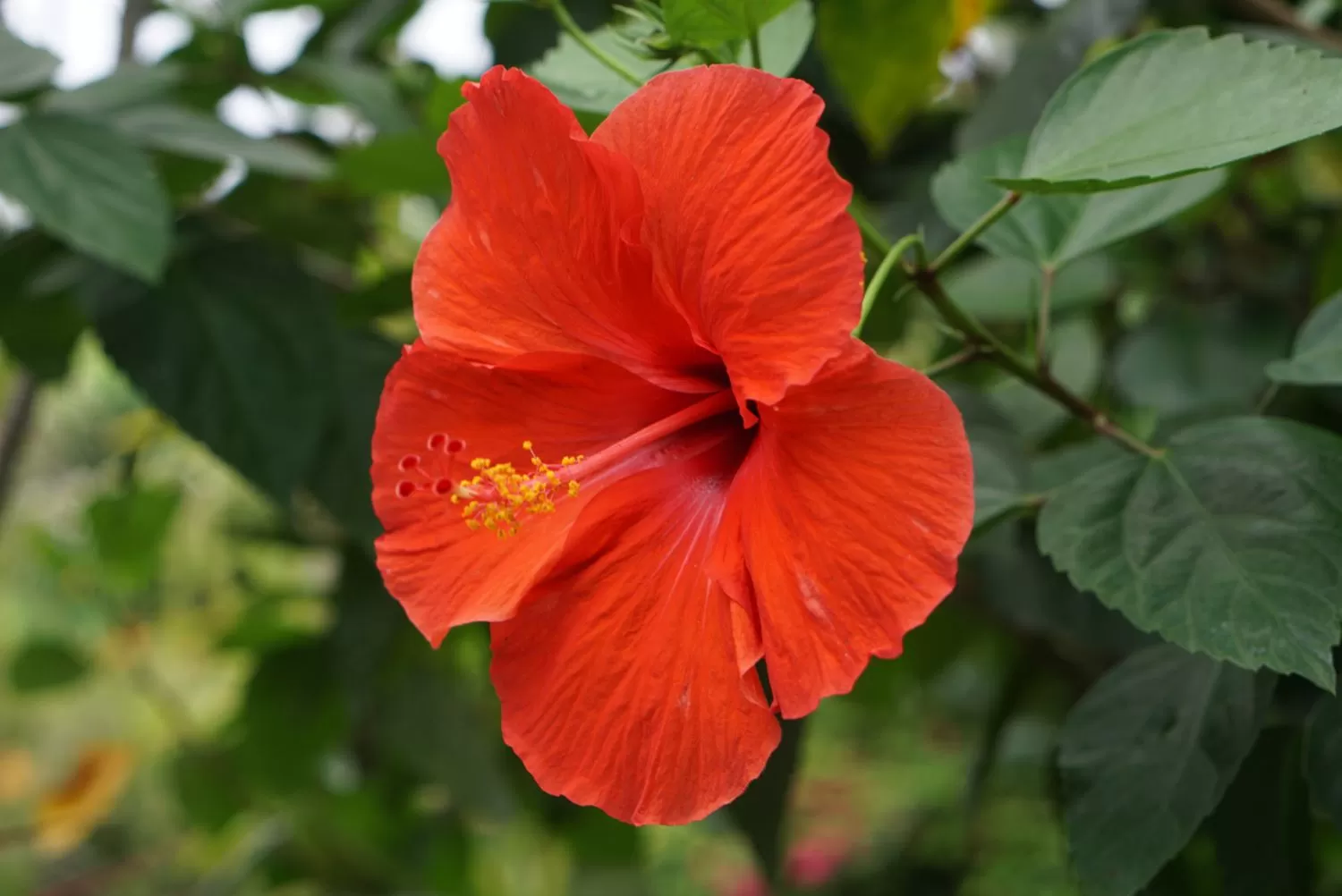 Hibiscus: A Global Superfood with Rich History and Health Be