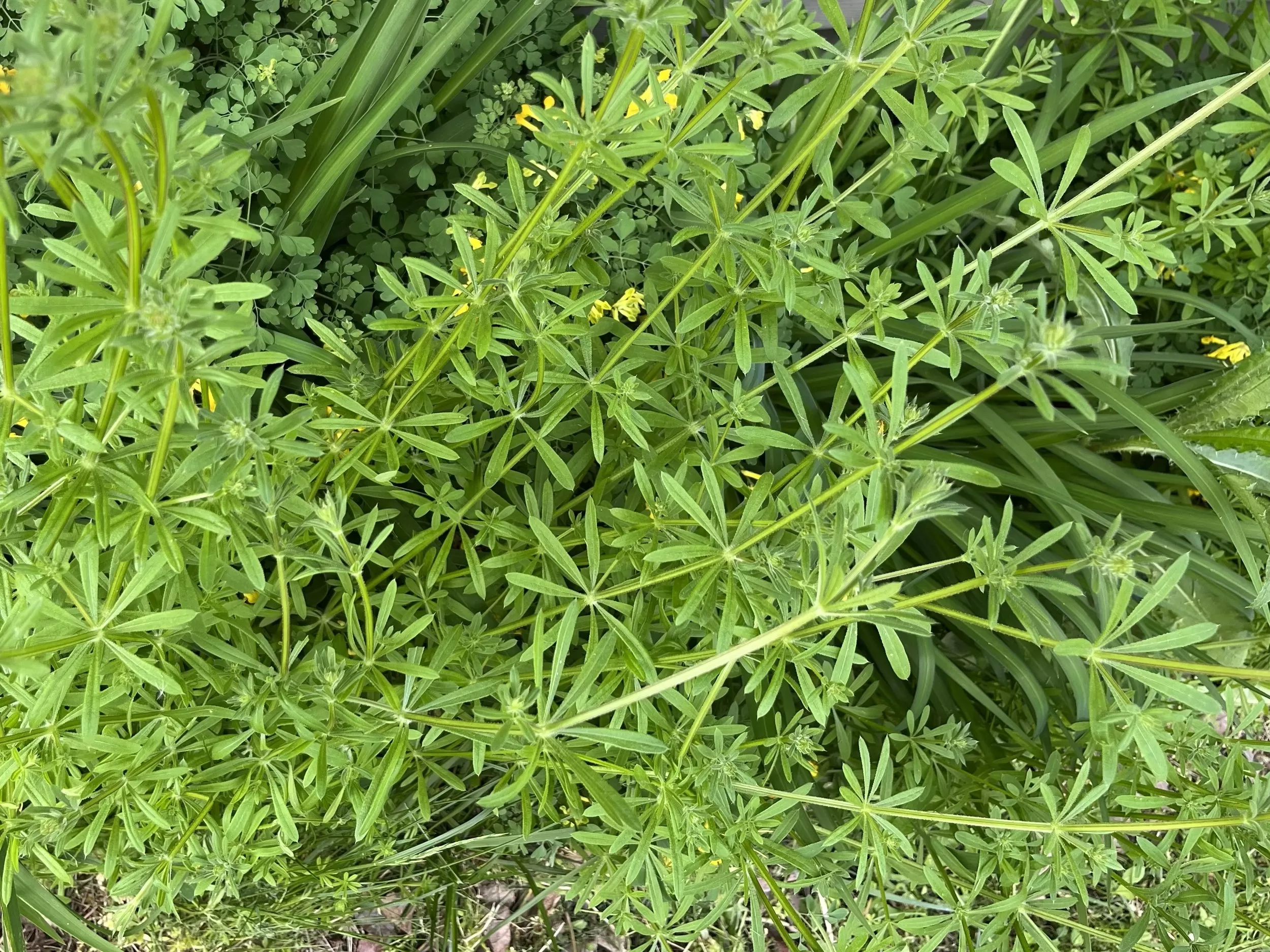 Cleavers: An Ancient Herb With Modern Health Benefits