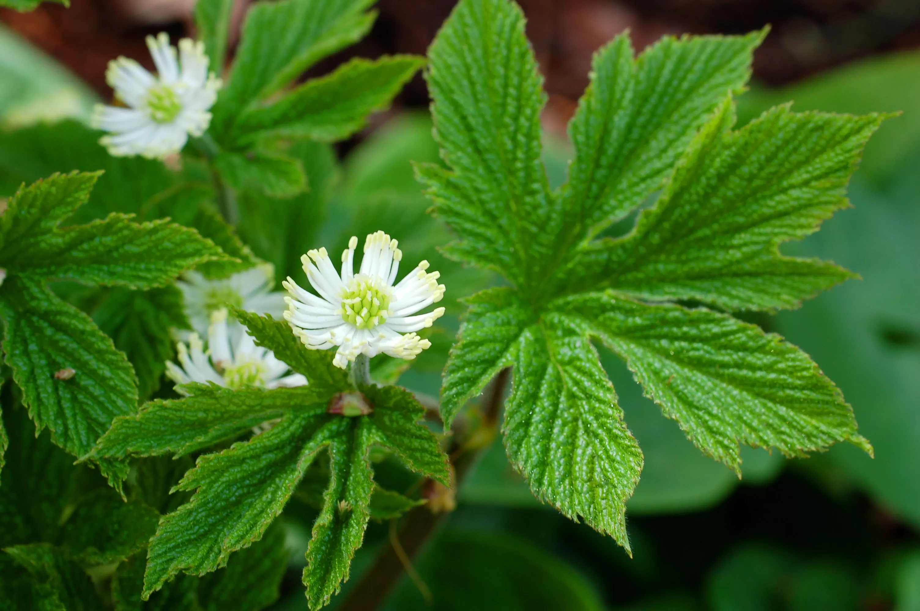 Goldenseal: history and usage