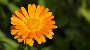 Calendula's Timeless Healing Powers Gain New Ground in Moder