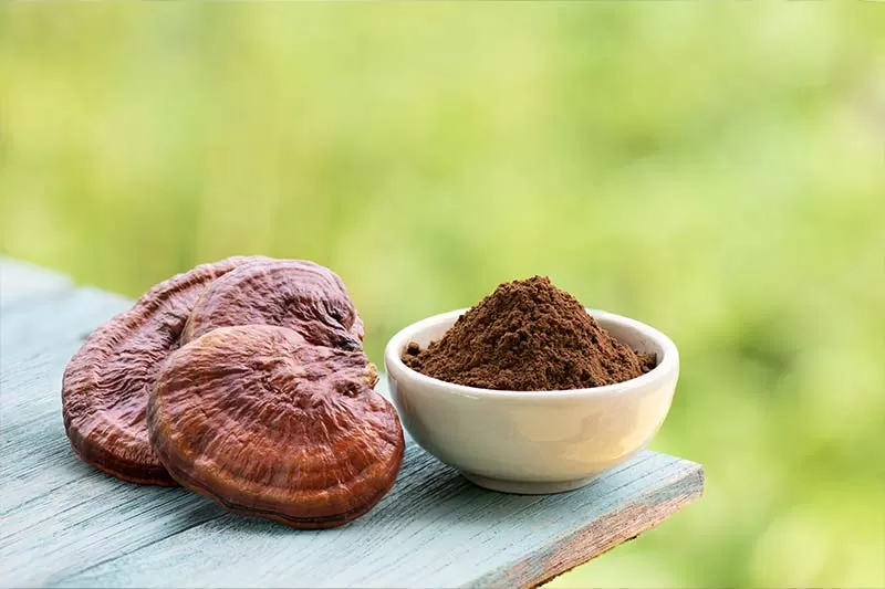  Efficacy of Reishi Mushroom: Does it Really Work?
