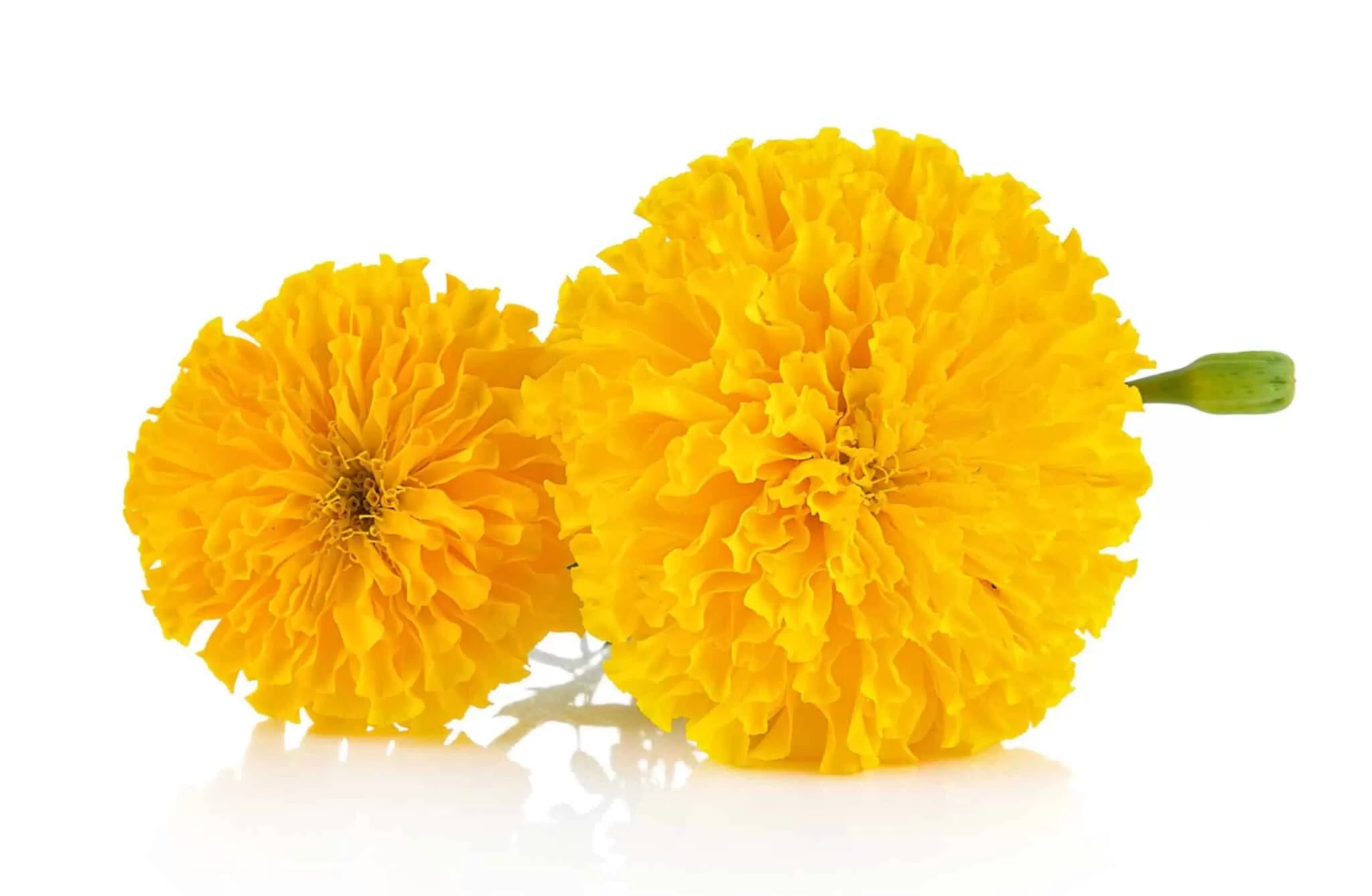How to Make Marigold Extract: A Step-by-Step Guide