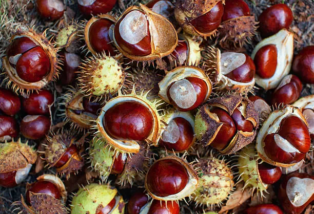 Horse Chestnut: Why Do People Eat It?