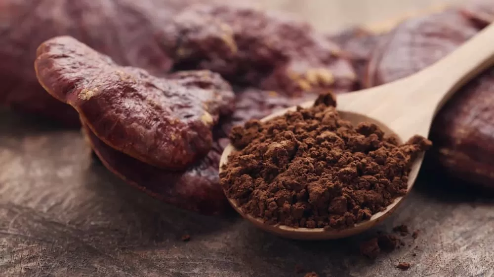 Comparing Lion's Mane and Reishi Mushrooms: Which is Better 