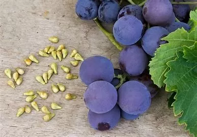 Health Benefits of Grapes: A Nutrient-Packed Fruit