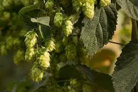 Do hops help you sleep?