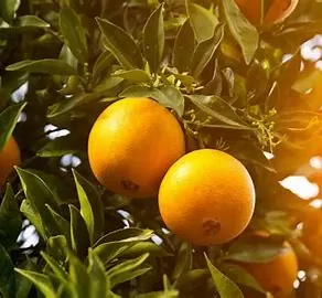 Diosmin: Known By Other Names and Its Health Benefits