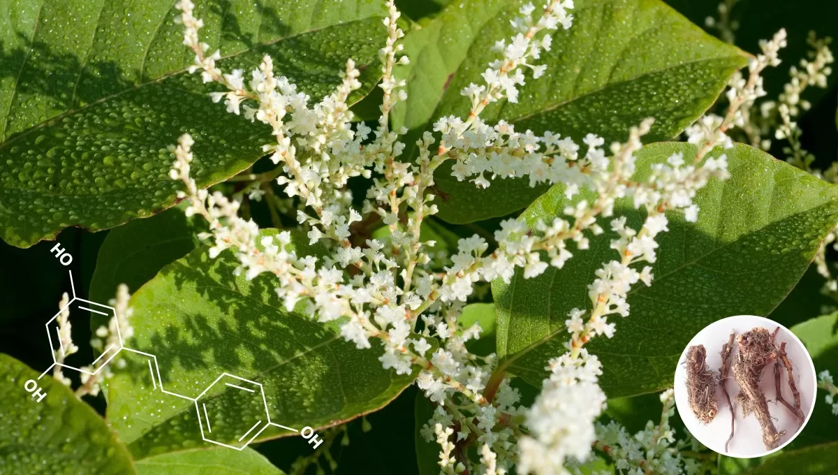  Best Resveratrol Supplement: Top Brands and Considerations