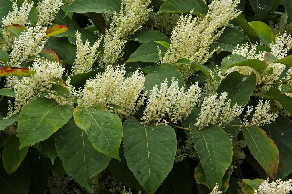 Can resveratrol cause weight gain?