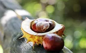 What are the benefits of horse chestnut for men?
