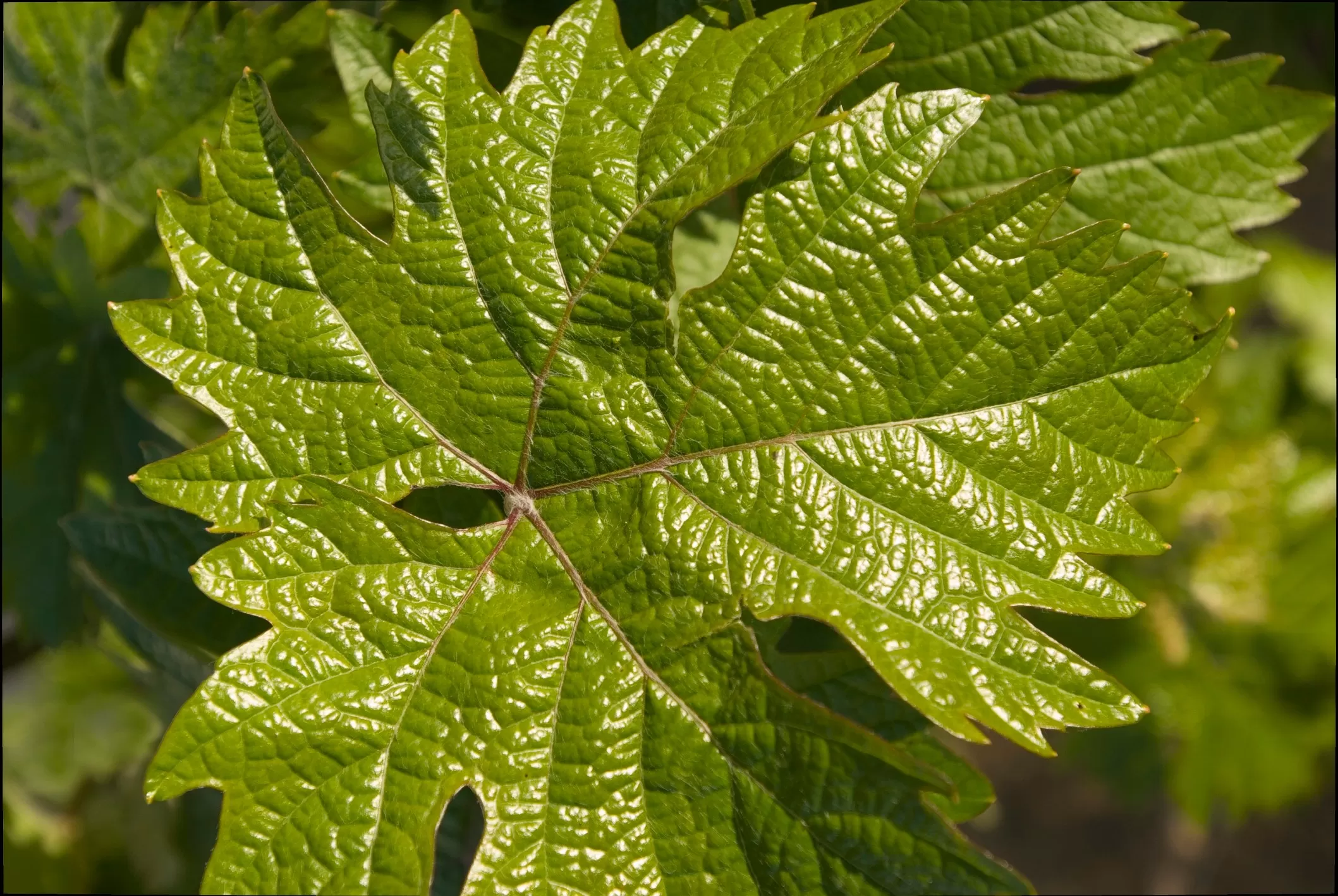 Are grape leaves good for your skin?