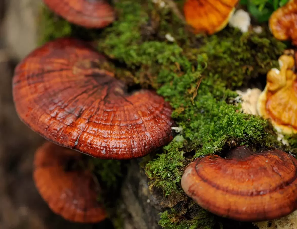 Potential Side Effects of Reishi Mushroom: A Balanced Perspe