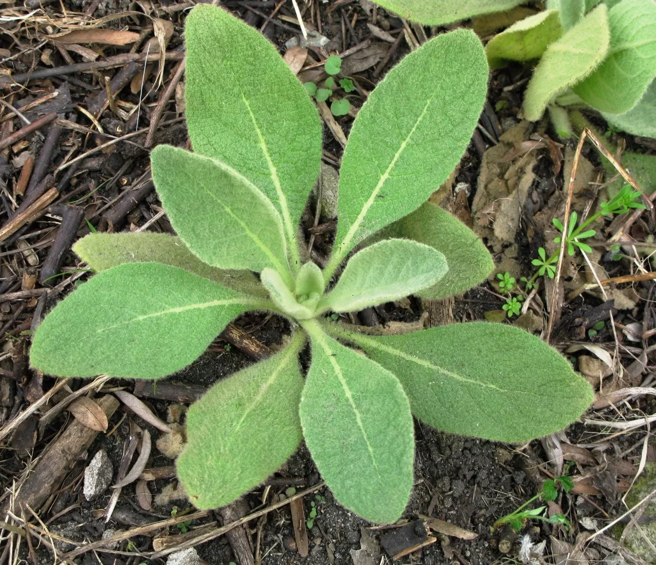 Mullein: History and How to Use Mullein for Lung Health