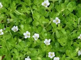 Bacopa Monnieri: Adaptogenic Herb Shows Promise for Brain Health 