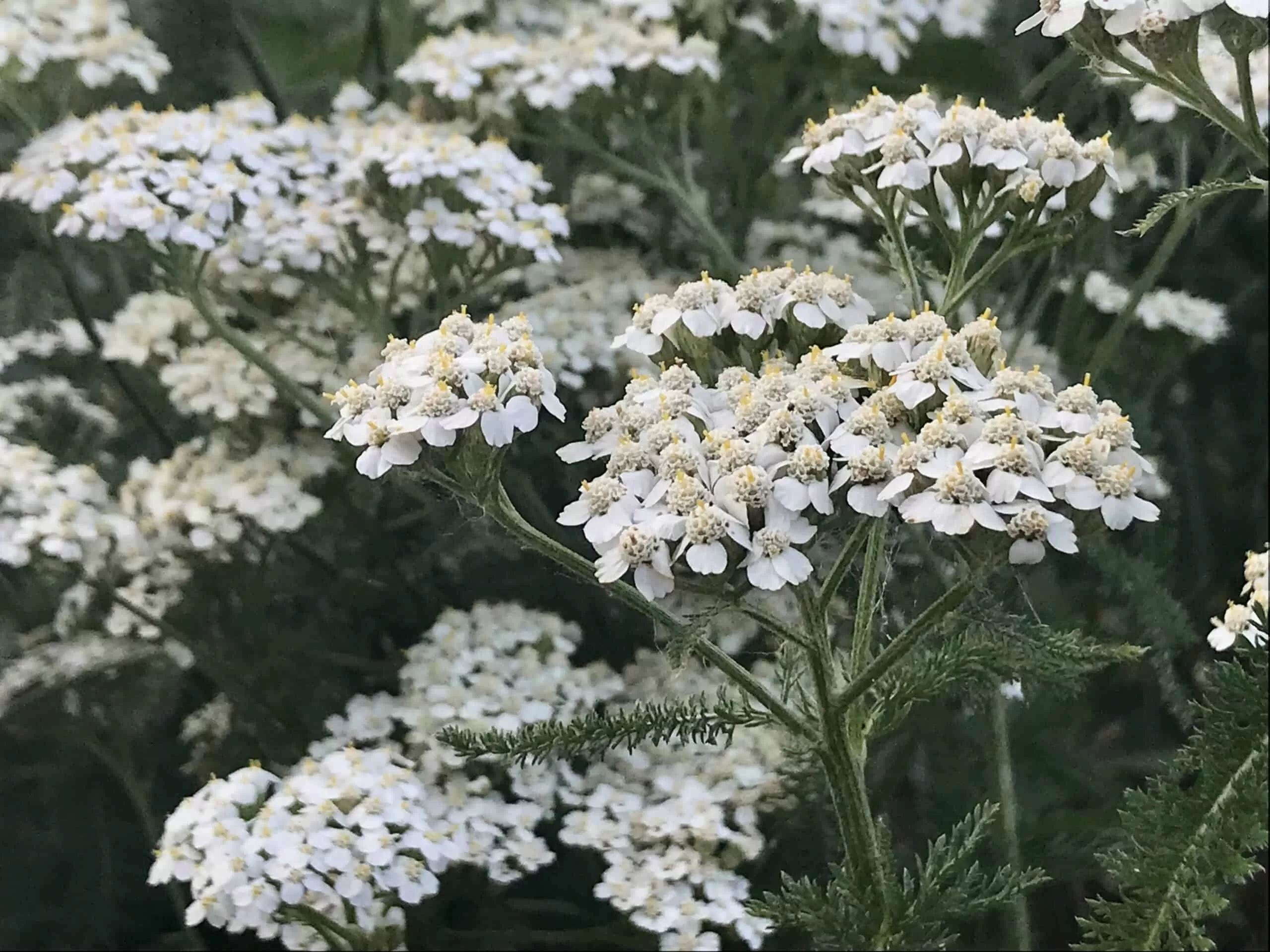 Yarrow: Ancient Healer for Wounds and Wellness