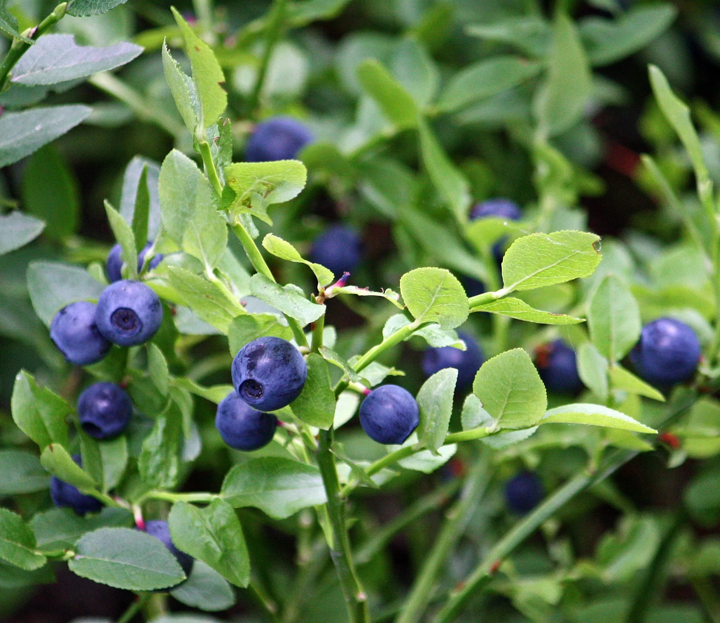 ​Bilberries:  History, Health Benefits and Applications