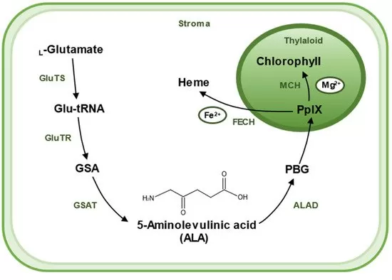 Multifaceted Role of Aminolevulinic Acid in Modern Medicine