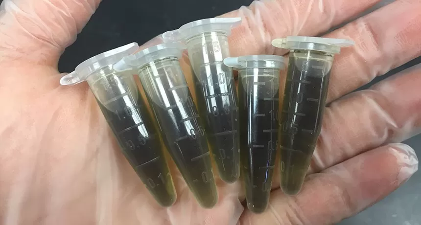 What is the concentration of an extract?
