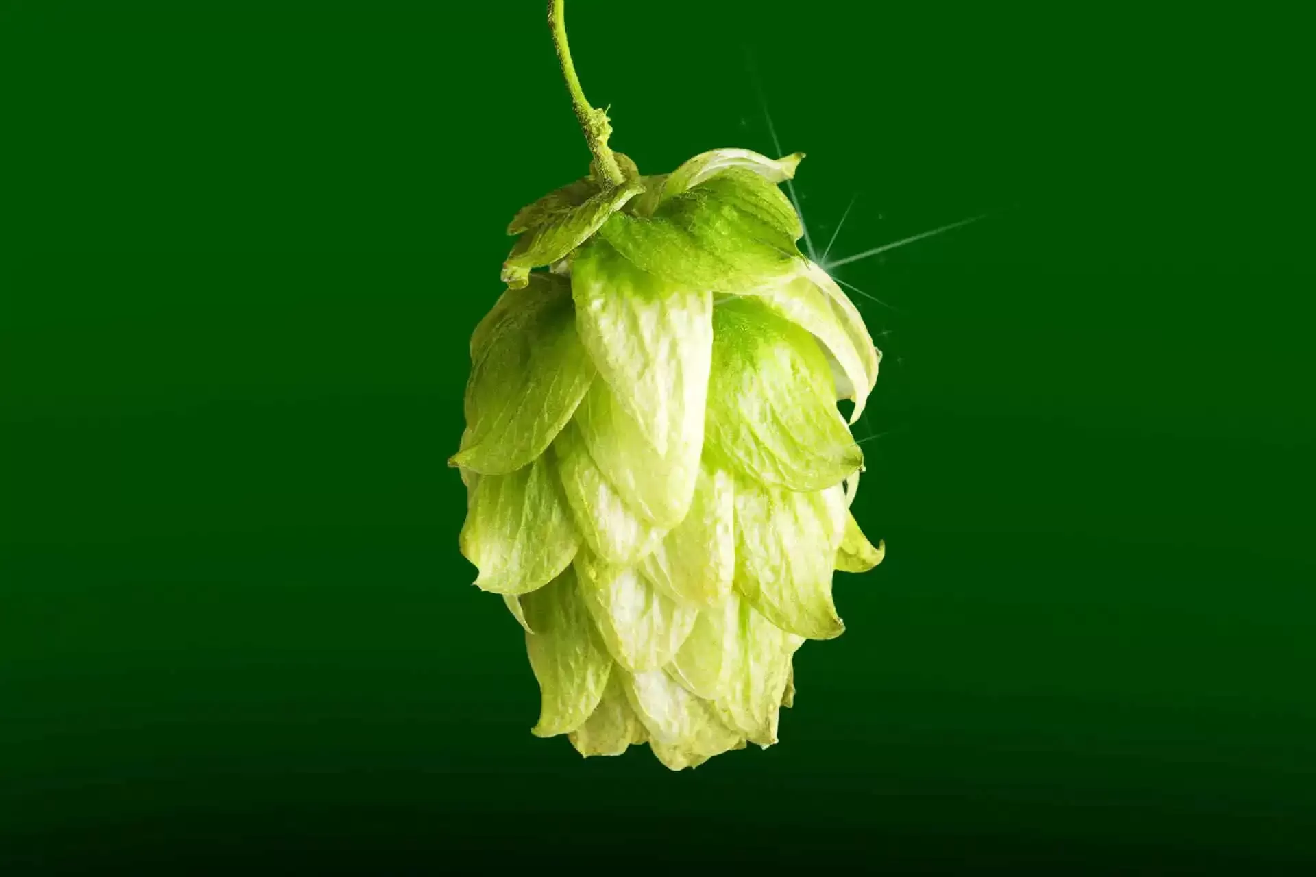 Hops Disease: A Comprehensive Guide to Challenges in Hops Cu