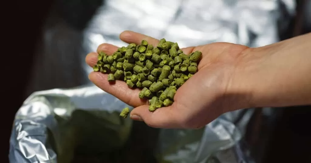 Are hops good for the brain?