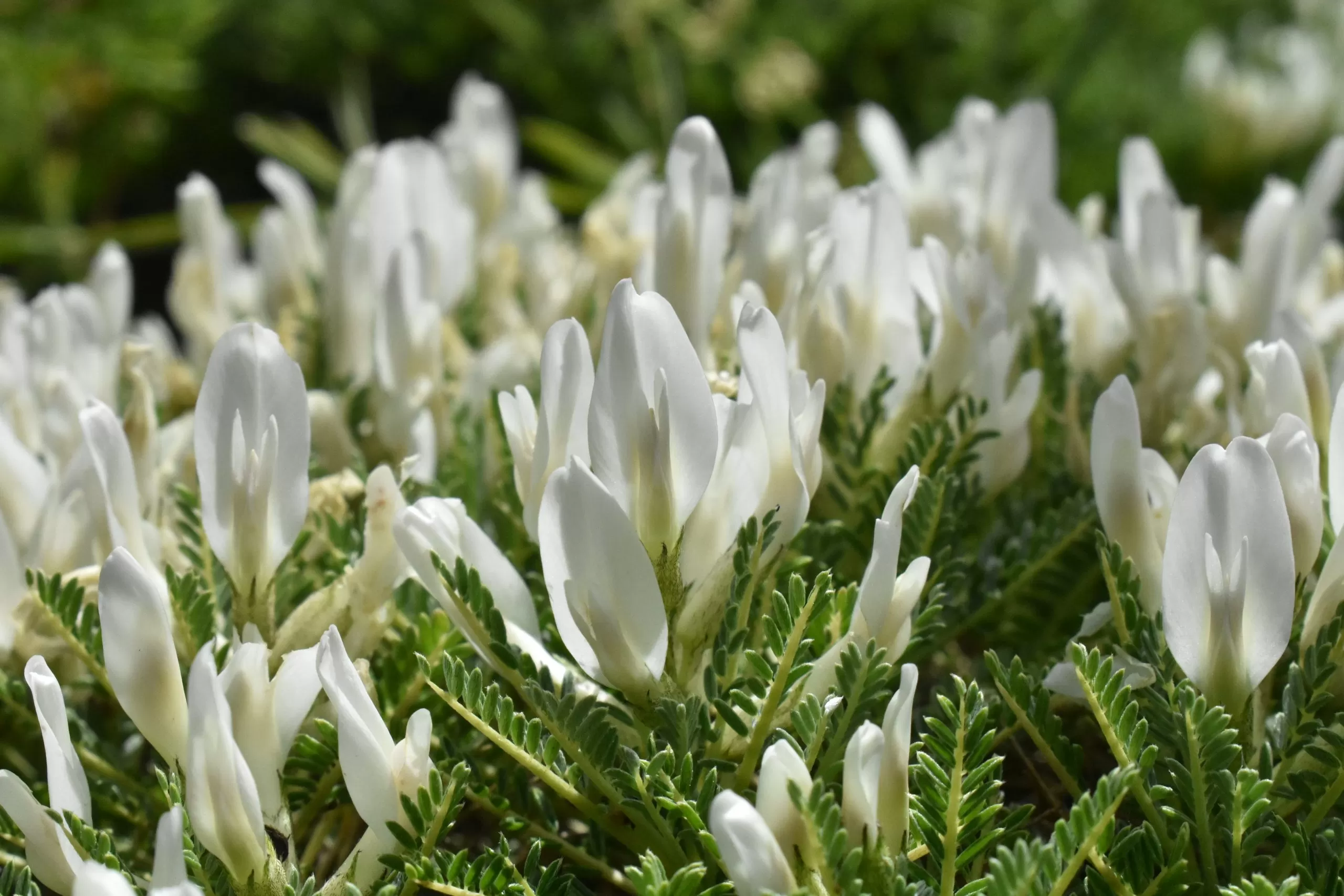 Astragalus: History, Health Benefits and Recipes