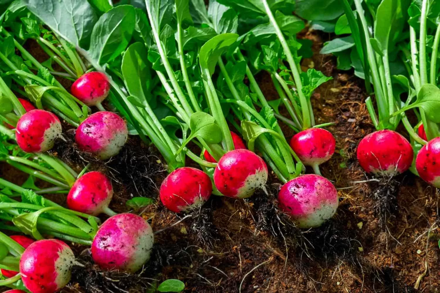 Harnessing Essential Oils for a Natural Anti-Aging Glow