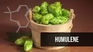 The Therapeutic Potential of Humulene: Ancient Remedies Meet Modern Science