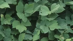 Kudzu: From Invasive Vine to Versatile Health Remedy