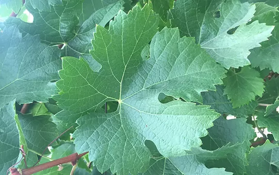 How long do grape leaves last once opened?