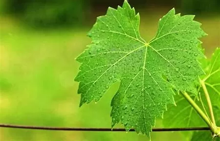 Benefits of Boiling Grape Leaves: A Culinary and Nutritional