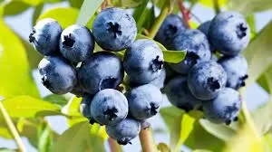 The Health Benefits and Versatility of Blueberries