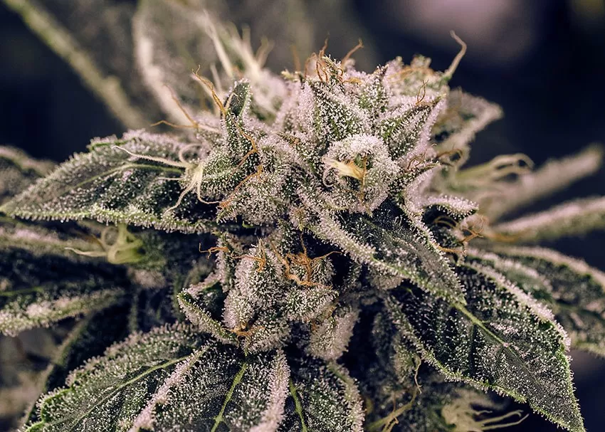 Terpenes: Nature's Aromatic and Healing Powerhouses