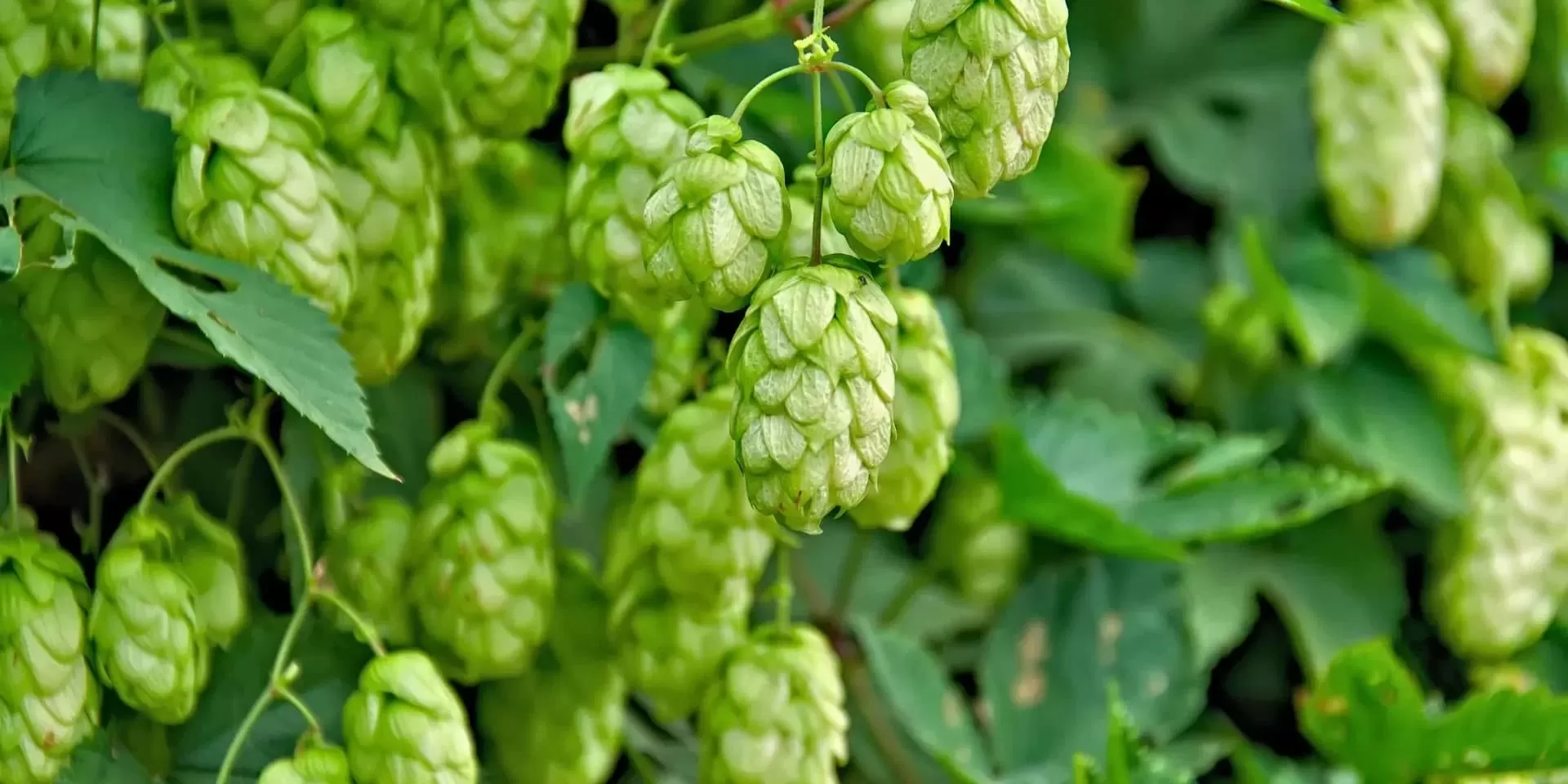 Hop Water and Ashwagandha: A Closer Look at Their Intersection