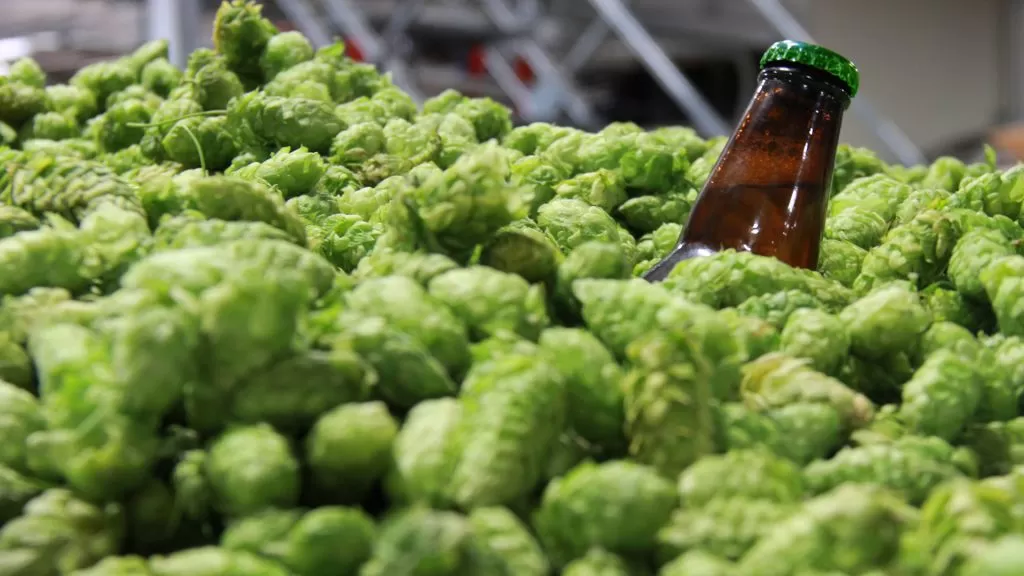 Do Hops Increase Alcohol Content? A Detailed Exploration for Beer Lovers and Brewers