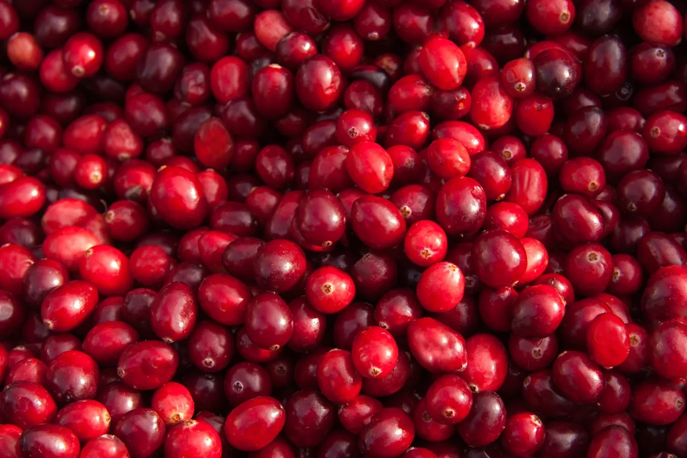 Cranberry Extract vs. Juice:  the Differences and Benefits