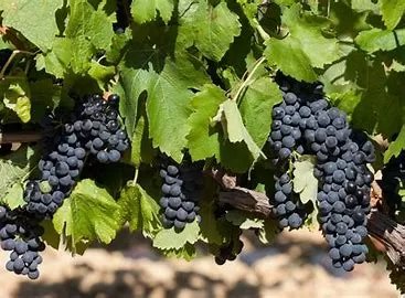  Boiling Grapes: Culinary Techniques, Nutritional Changes, and Practical Applications