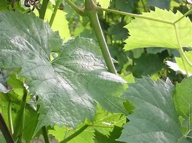 How Do You Store Boiled Grape Leaves?