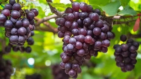 What Fruit Contains Resveratrol?