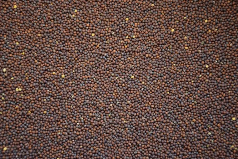 Mighty Mustard Seeds: Small Wonders Packed With Nutrition and Health Benefits