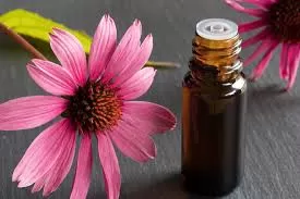 Echinacea: The Purple Powerhouse Reshaping Immune Health