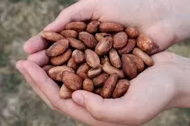 What Happens to Your Body When You Eat CacaoCacao