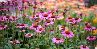 Maximizing the Immune-Boosting Benefits of Echinacea