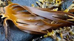 Benefits of Fucoxanthin: All You need to know