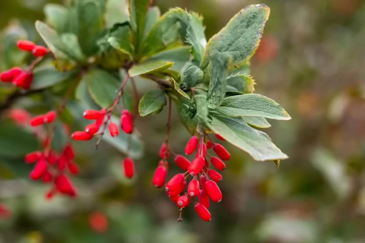  Golden Alkaloid: Berberine’s Ancient Roots and Modern Reviv