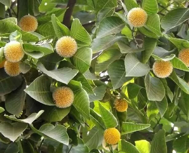 Herbal Medicine Breakthrough: The Cancer-Fighting Potential 