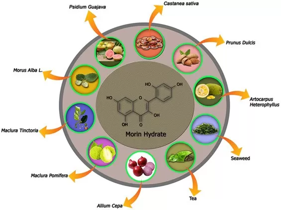  Morin: A Natural Compound Against Periodontal Disease