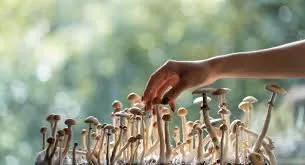 Psilocybin: A Promising Solution for Chronic Pain and Depres