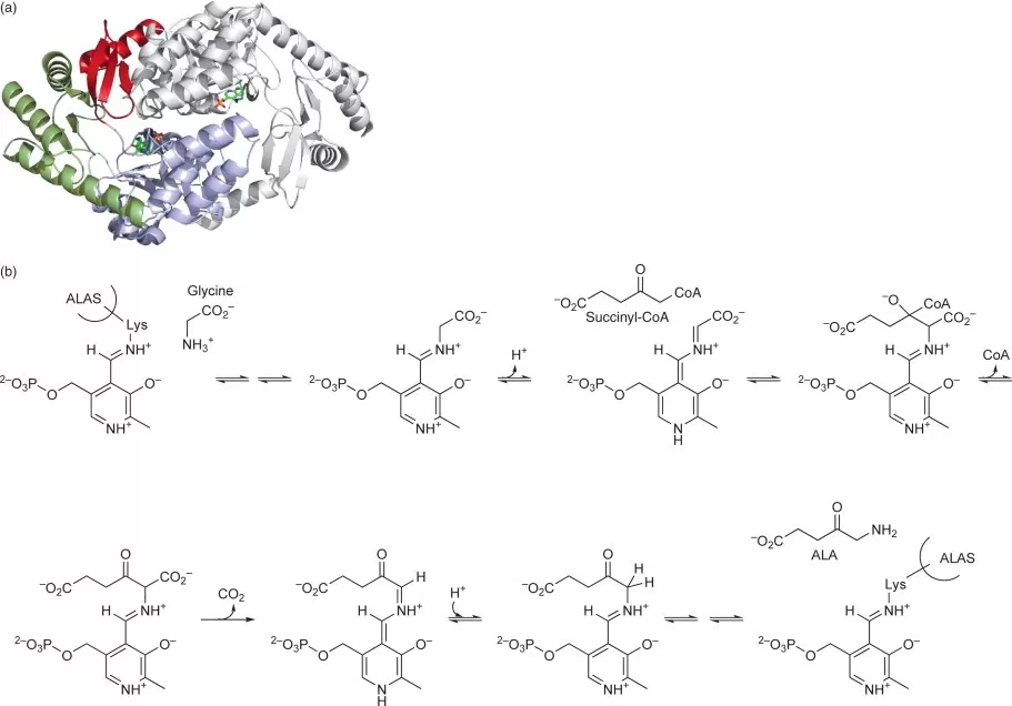  What is delta aminolevulinic acid