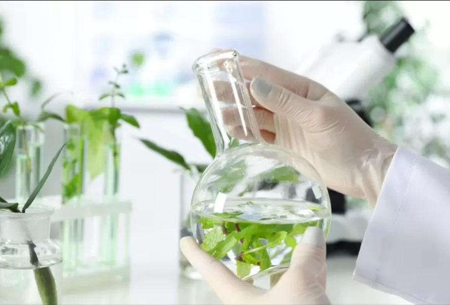 Ice Plant Extract: Benefits, Applications, and Insights